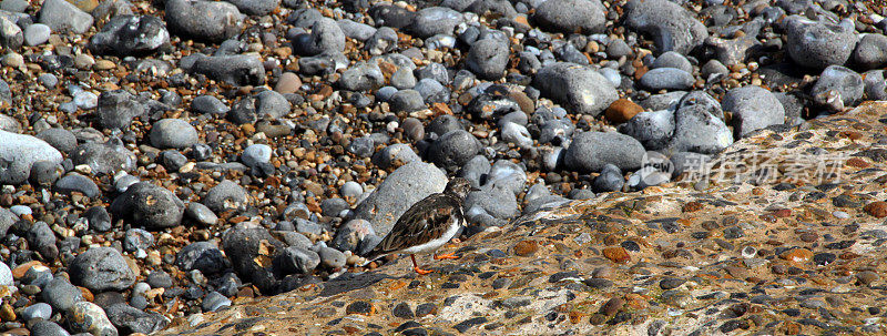 英格兰:克罗默的Turnstone Bird